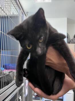 Rescue Domestic Short Hair Cats for Adoption in Tracy, California - PRUNE | PetCurious