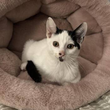 Percival 22783 -  Domestic Short Hair Cat for Adoption in Minneapolis, Minnesota - Percival 22783 | PetCurious