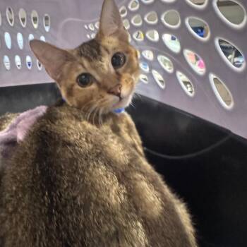 Beckett -  Domestic Short Hair Cat for Adoption in Tampa, Florida - Beckett | PetCurious