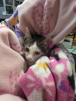 Rescue Domestic Short Hair Cats for Adoption in Hinckley, Illinois - Totally Tuna | PetCurious