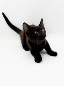 Black Kitten -  Domestic Short Hair Cat for Adoption in Bowling Green, Kentucky - Black Kitten | PetCurious
