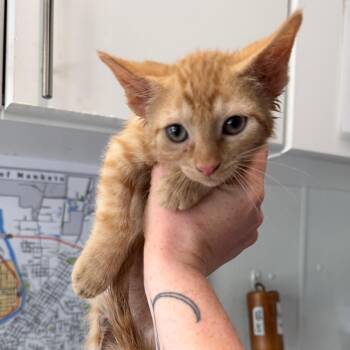 Tamarillo -  Domestic Short Hair Cat for Adoption in Mankato, Minnesota - Tamarillo | PetCurious