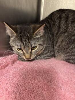 Domestic Short Hair Cats Available for Adoption in Hagerstown, Maryland - FRITZ | PetCurious