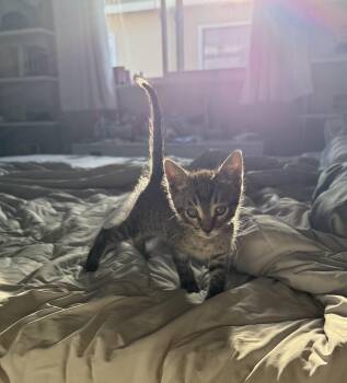 Domestic Short Hair Cats Available for Adoption in San Diego, California - Dumpling | PetCurious