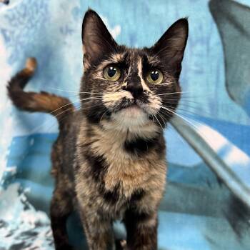 Domestic Short Hair Cats Available for Adoption in Bear, Delaware - Maya | PetCurious