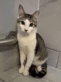 Minka 6824 -  Domestic Short Hair Cat for Adoption in Dallas, Texas - Minka 6824 | PetCurious