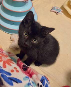 Fava Bean -  Domestic Short Hair Cat for Adoption in Green Valley, Arizona - Fava Bean | PetCurious