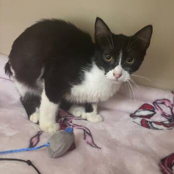 Sage -  Domestic Short Hair Cat for Adoption in Philadelphia, Pennsylvania - Sage | PetCurious