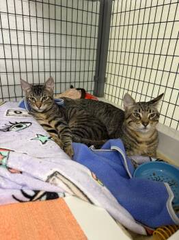 Domestic Short Hair Cats Available for Adoption - George | PetCurious