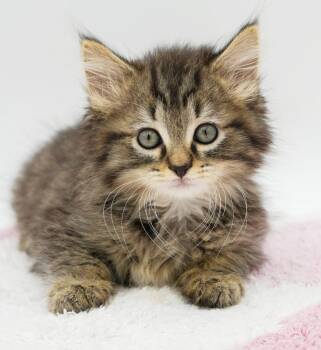 Ziggy is WOW special AND WOW sweet - HIGHER DONATION applies -  Maine Coon and Persian Cat for Adoption in Bedford Hills, New York - Ziggy Is WOW Special AND WOW Sweet - HIGHER DONATION Applies | PetCurious