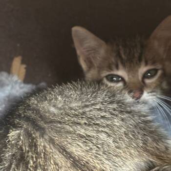 Rescue Domestic Short Hair Cats for Adoption in Webster, Texas - Bean | PetCurious