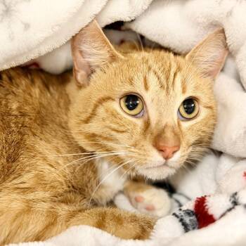Hunter -  Domestic Short Hair Cat for Adoption in Jackson Township, New Jersey - Hunter | PetCurious