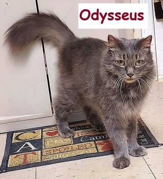 Odysseus (Odie) -  Domestic Long Hair Cat for Adoption in Falls Creek, Pennsylvania - Odysseus (Odie) | PetCurious