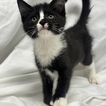 Minnie (Extra Toes) -  Domestic Short Hair Cat for Adoption in Fredericksburg, Virginia - Minnie (Extra Toes) | PetCurious