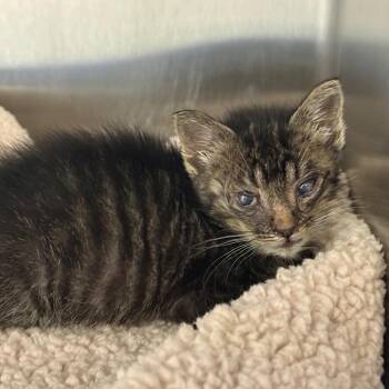 Captain Jack -  Domestic Short Hair Cat for Adoption in Spring Hill, Kansas - Captain Jack | PetCurious