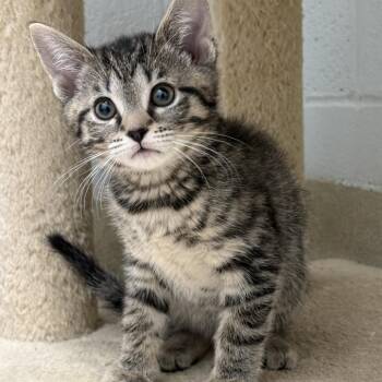 Domestic Short Hair Cats Available for Adoption - Trinidad | PetCurious