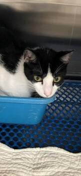 Ethel -  Domestic Short Hair and Siamese Cat for Adoption in Jackson, Louisiana - Ethel | PetCurious