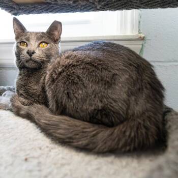 Domestic Short Hair Cats Available for Adoption in South Elgin, Illinois - Sashimi | PetCurious