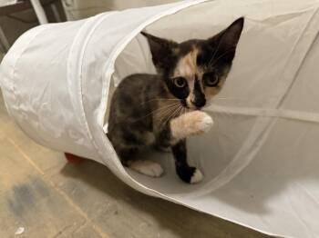 Emerald Jade Green Ball -  Domestic Short Hair Cat for Adoption in St. Augustine, Florida - Emerald Jade Green Ball | PetCurious