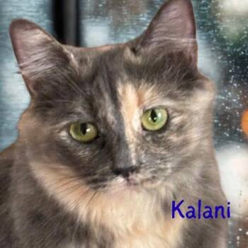 Rescue Domestic Short Hair Cats for Adoption in Laurel, Maryland - Kalani-Beautiful Dilute Calico-Available After Thanksgiving | PetCurious