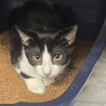 Eva -  Domestic Short Hair Cat for Adoption in Lake Panasoffkee, Florida - Eva | PetCurious