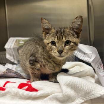 Fernwood -  Domestic Short Hair Cat for Adoption in Milton, Florida - Fernwood | PetCurious