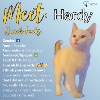 Domestic Short Hair Cats Available for Adoption in Fulton, New York - Hardy | PetCurious