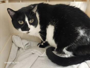 Rescue Domestic Short Hair Cats for Adoption in Santa Cruz, California - PALOMA | PetCurious