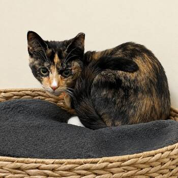 Calypso -  Domestic Short Hair Cat for Adoption in Hopewell, Virginia - Calypso | PetCurious