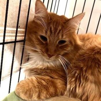 Fred -  Domestic Medium Hair Cat for Adoption in Minneapolis, Minnesota - Fred | PetCurious