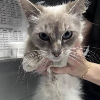 Domestic Short Hair Cats Available for Adoption in Summerville, South Carolina - Ballet | PetCurious