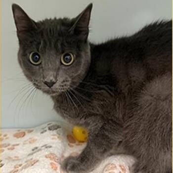 Stormie Baby -  Domestic Short Hair Cat for Adoption in Edwardsville, Illinois - Stormie Baby | PetCurious