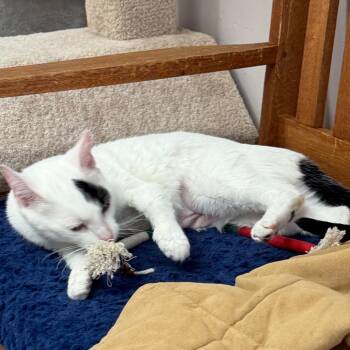 Dove -  Domestic Medium Hair Cat for Adoption in Middlebury, Vermont - Dove | PetCurious