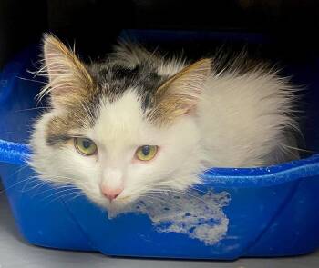Slade -  Domestic Medium Hair Cat for Adoption in Albemarle, North Carolina - Slade | PetCurious