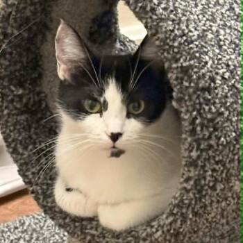 Bloom -  Domestic Medium Hair Cat for Adoption in Fairway, Kansas - Bloom | PetCurious