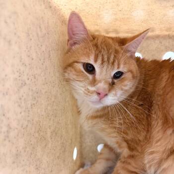 Domestic Short Hair Cats Available for Adoption in Reno, Nevada - Chestnut | PetCurious
