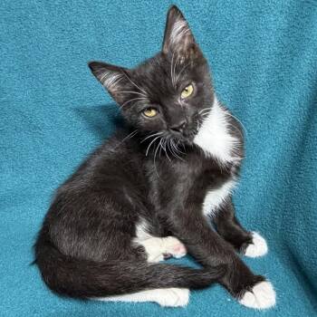 Luffy -  Domestic Short Hair Cat for Adoption in Spokane, Washington - Luffy | PetCurious