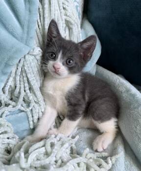 CARAXES -  Domestic Short Hair Cat for Adoption in Tustin, California - CARAXES | PetCurious