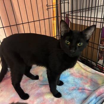 Sphinx -  Domestic Short Hair Cat for Adoption in Bismarck, North Dakota - Sphinx | PetCurious