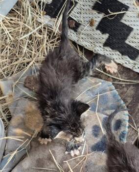 Domestic Medium Hair Cats Available for Adoption in San Antonio, Texas - JACOB | PetCurious