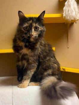 Fondue -  Domestic Medium Hair Cat for Adoption in Maryville, Missouri - Fondue | PetCurious