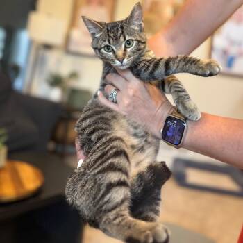 Giddy -  Domestic Short Hair Cat for Adoption in Buffalo, Minnesota - Giddy | PetCurious