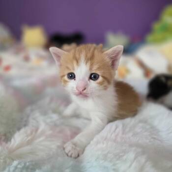 Domestic Short Hair Cats Available for Adoption in Riverside, California - Cottontail | PetCurious