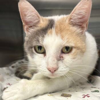 Meowly Cyrus -  Domestic Short Hair Cat for Adoption in East Hanover, New Jersey - Meowly Cyrus | PetCurious