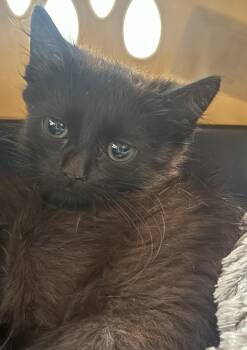 Hilti -  Domestic Short Hair Cat for Adoption - Hilti | PetCurious