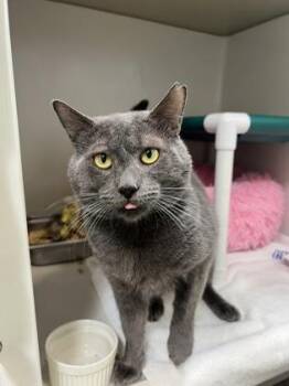 Smokey Blue -  Domestic Short Hair Cat for Adoption in Honolulu, Hawaii - Smokey Blue | PetCurious