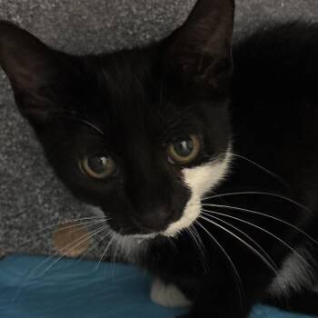 Sirius -  Domestic Short Hair Cat for Adoption - Sirius | PetCurious