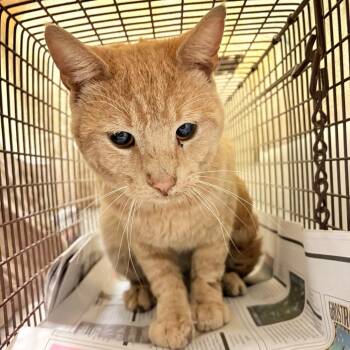 Domestic Short Hair Cats Available for Adoption in Philadelphia, Pennsylvania - Veggie | PetCurious