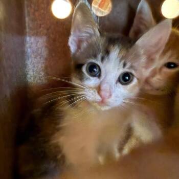 Sundew -  Domestic Short Hair Cat for Adoption in Pasadena, California - Sundew | PetCurious