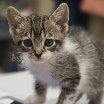 Victor -  Domestic Short Hair Cat for Adoption in Wickenburg, Arizona - Victor | PetCurious